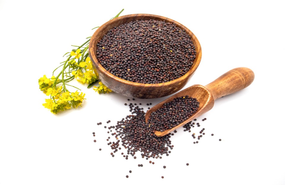 मध्य प्रदेश में सरसों का मंडी भाव आज का (14 मार्च 2024)